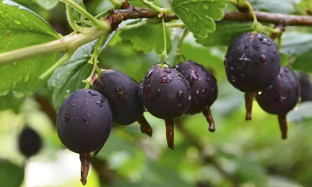 Ribes nidigrolaria - Josta