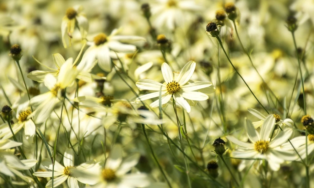 Coreopsis verticillata 'Moonbeam '- Keskenylevelű menyecskeszem