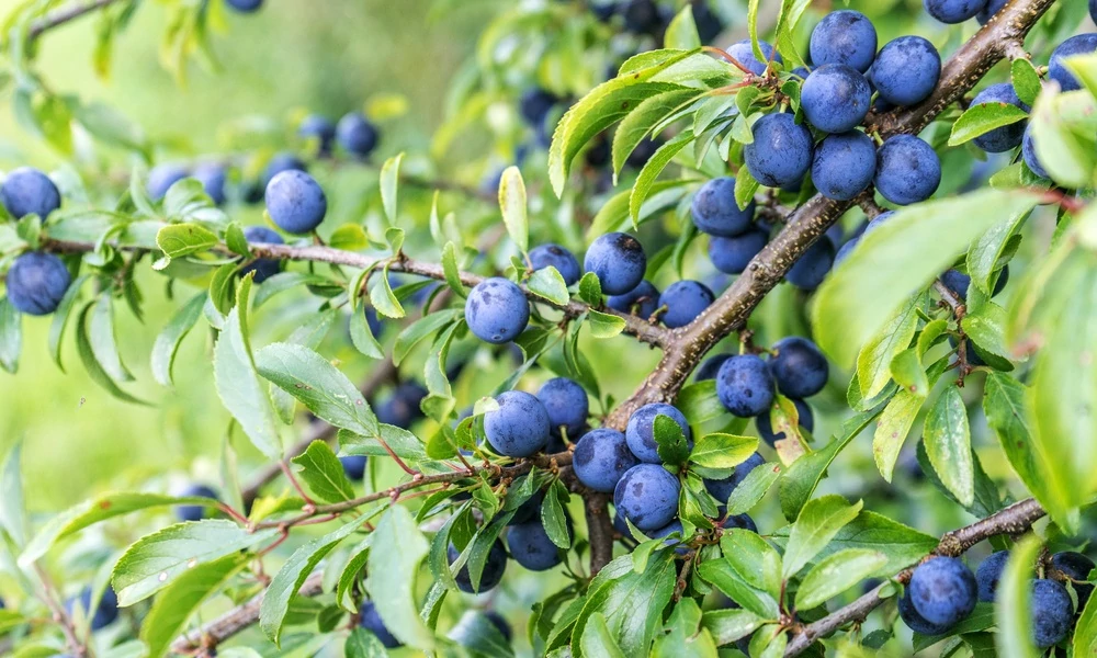 Prunus spinosa - Kökény
