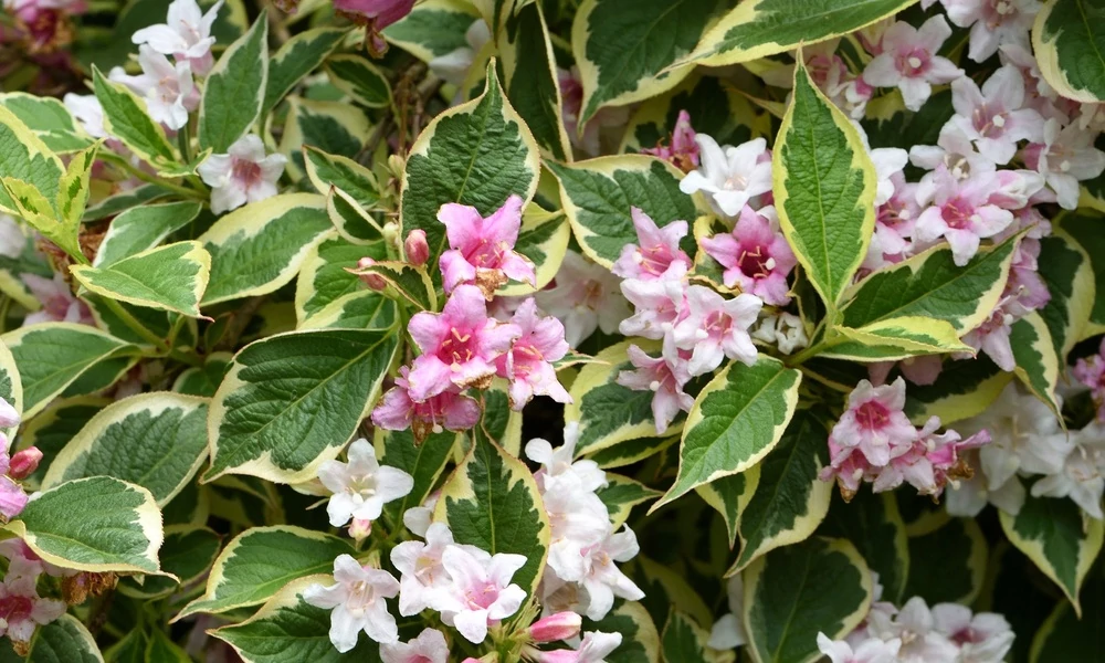 Weigela florida 'Variegata' - Rózsalonc