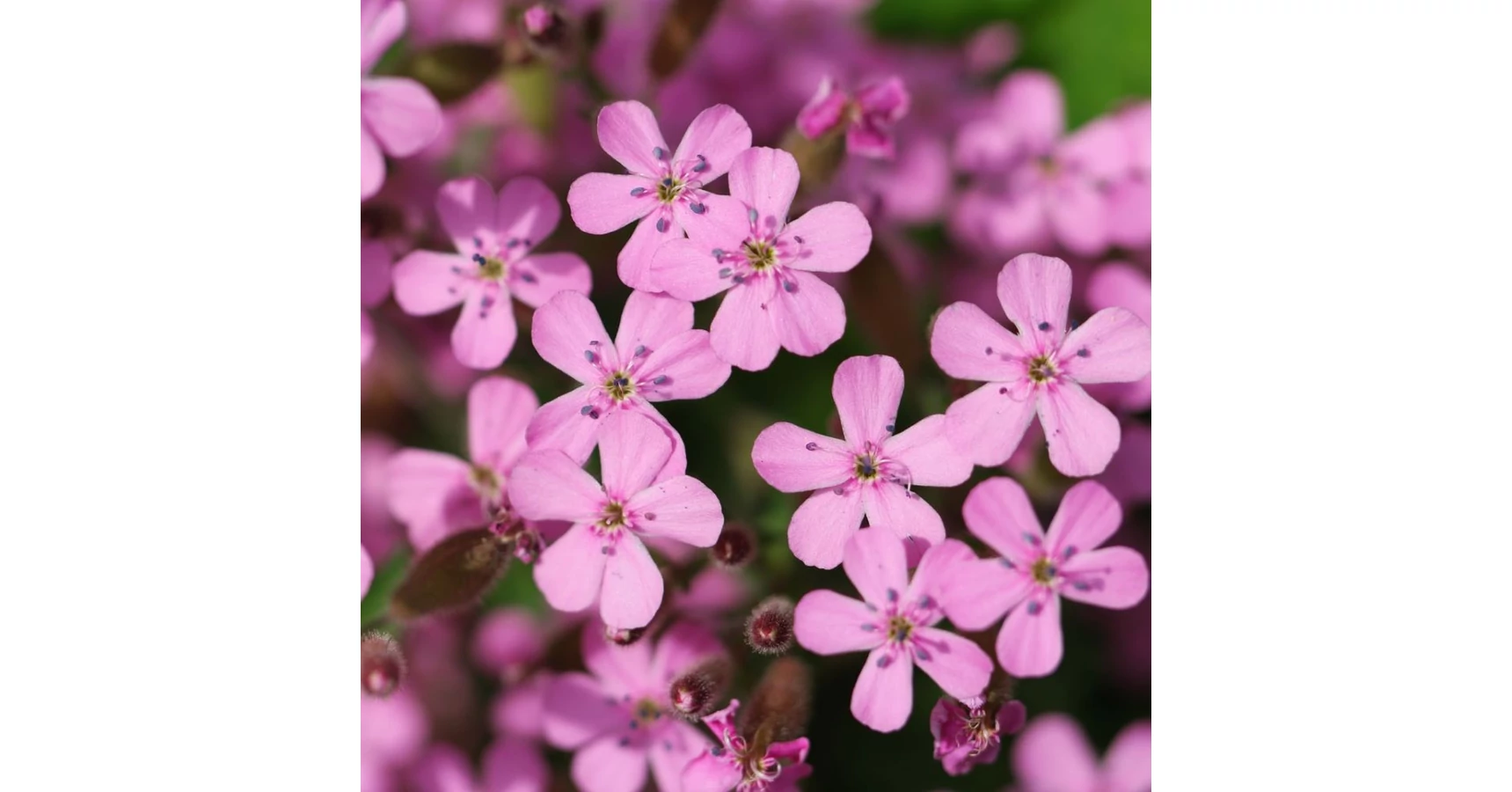 La Saponaria argilla bianca gr. 100 - Bioprofumeria Magie di Sapone