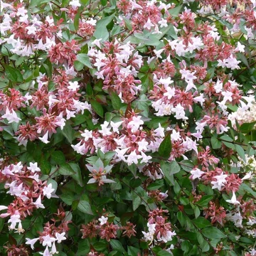 Abelia grandiflora 'Sherwoodii' – Nagyvirágú tárnicslonc