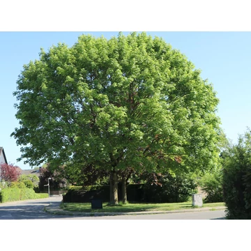 Acer platanoides - Korai juhar