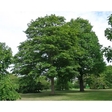 Acer pseudoplatanus - Hegyi juhar