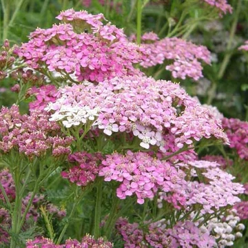 Achillea millefolium 'Apple Blossom' (syn.: 'Apfelblüte') – Közönséges cickafark