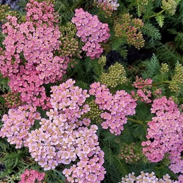 Achillea millefolium 'Milly Rock Pink' – Közönséges cickafark