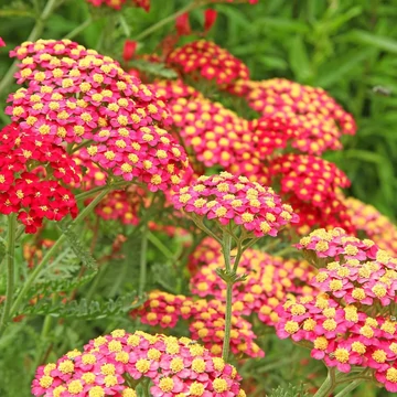 Achillea millefolium 'Paprika' – Cickafark