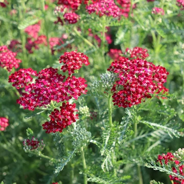 Achillea millefolium &#039;Cerise Queen&#039; - Cickafark