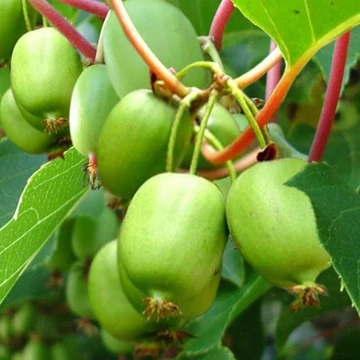 Actinidia arguta &#039;Issai&#039; - Kivi, öntermékeny
