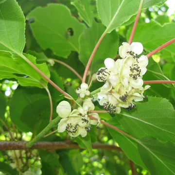 Actinidia arguta 'Weiki' - Kivi, porzós