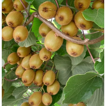 Actinidia deliciosa &#039;Hayward&#039; - Kivi, termős