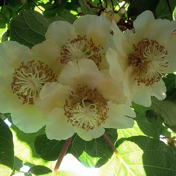 Actinidia deliciosa 'Tomuri' - Kivi, porzós