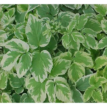 Aegopodium podagraria 'Variegatum' - Tarka levelű podagrafű