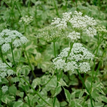 Aegopodium podagraria 'Variegatum' - Tarka levelű podagrafű, köszvényfű