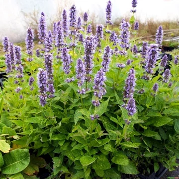 Agastache rugosa 'Blue Fortune' - Koreai menta