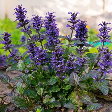 Ajuga reptans 'Atropurpurea' - Indás ínfű