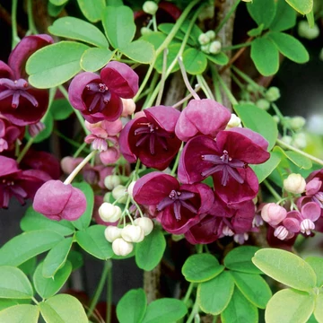 Akebia quinata - Ötlevelű akébia