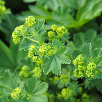 Alchemilla mollis - Lágyszőrű palástfű