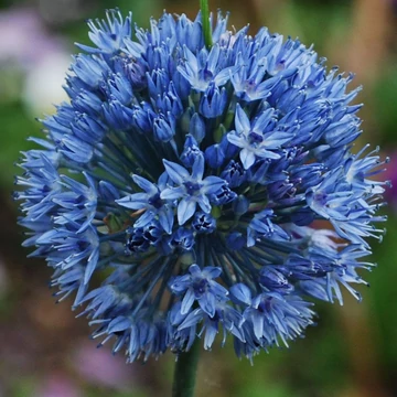Allium caeruleum – Azúrkék díszhagyma