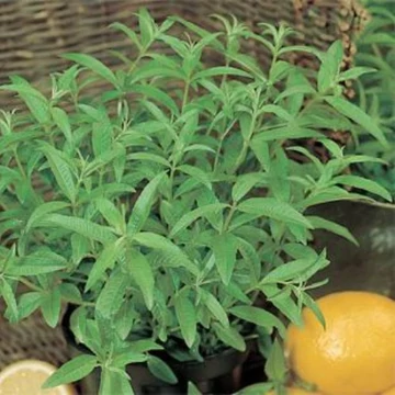 Aloysia citrodora (syn.: Aloysia triphylla, Lippia citriodora, Lippia triphylla, Verbena triphylla) – Citromverbéna