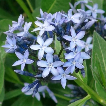 Amsonia orientalis – Csillagmeténg