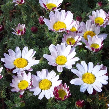Anacyclus pyrethrum depressus - Hamvas törpemargitvirág