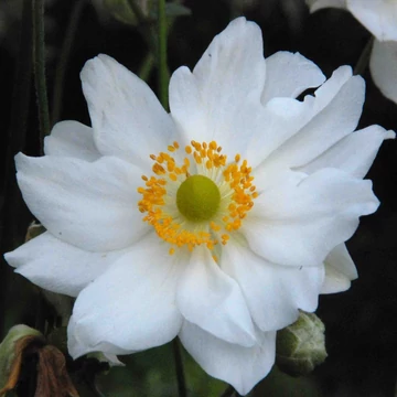 Anemone x hybrida 'Whirlwind' – Hibrid szellőrózsa