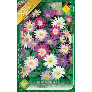 Anemone blanda - Csinos szellőrózsa, színkeverék