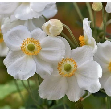 Anemone x hybrida 'Andrea Atkinson' - Hibrid szellőrózsa