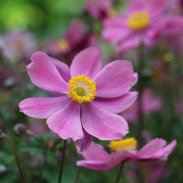 Anemone × hybrida 'Serenade' - Hibrid szellőrózsa
