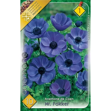 Anemone 'Mr. Fokker' - Koronás szellőrózsa