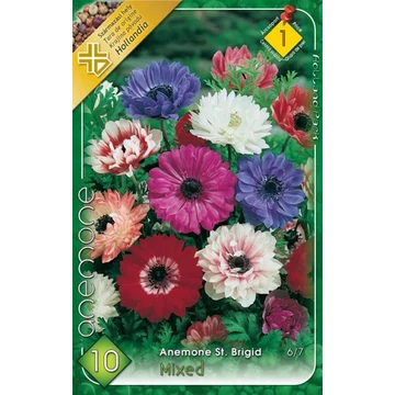 Anemone &#039;St. Brigid&#039; - Koronás szellőrózsa, telt, színkeverék