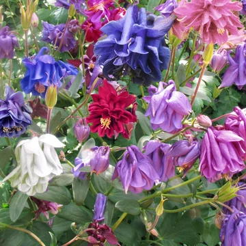 Aquilegia vulgaris 'Grandmother's Garden' – Kerti harangláb (színkeverék)