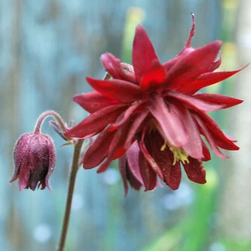 Aquilegia vulgaris 'Ruby Port' – Kerti harangláb