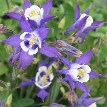 Aquilegia vulgaris 'Winky Blue &amp;amp; White' – Kerti harangláb
