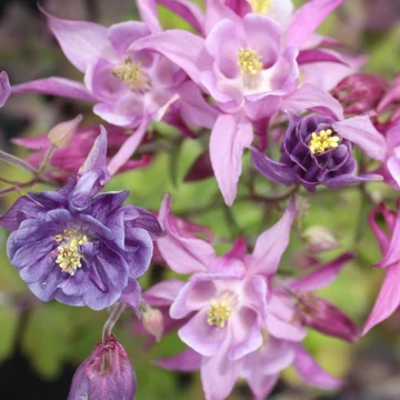 Aquilegia 'Biedermeier' - Harangláb színkeverék