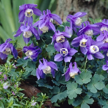 Aquilegia flabellata 'Ministar' - Japán harangláb
