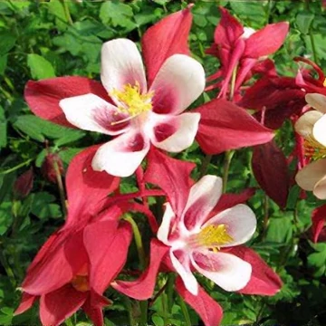 Aquilegia 'Red Hobbit' - Harangláb