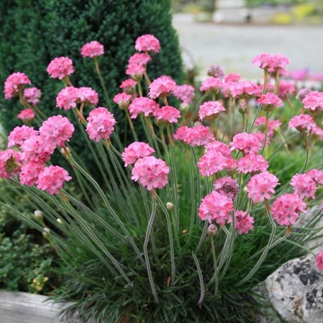 Armeria maritima 'Rubrifolia' - Tengerparti pázsitszegfű