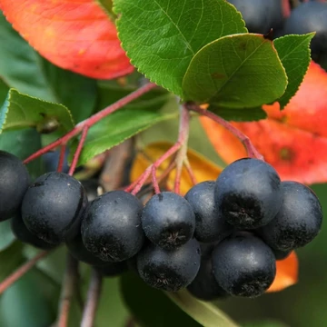 Aronia melanocarpa - Fekete berkenye