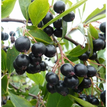 Aronia melanocarpa 'Hugin' - Fekete berkenye