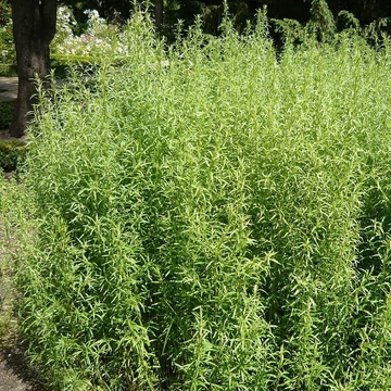 Artemisia dracunculus - Tárkony