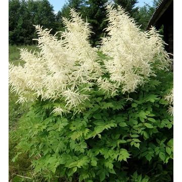 Aruncus dioicus - Erdei tündérfürt