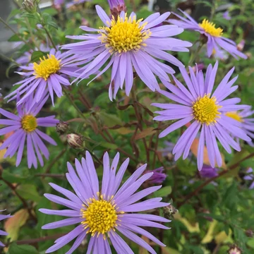 Aster ageratoides 'Eleven Purple' – Őszirózsa, gerebcsin