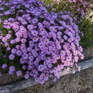 Aster dumosus 'Herbstgruss vom Bresserhof' – Törpe őszirózsa