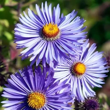 Aster novae-angliae (syn.: Symphyotrichum novae-angliae) 'Barr's Blue' – Mirigyes őszirózsa