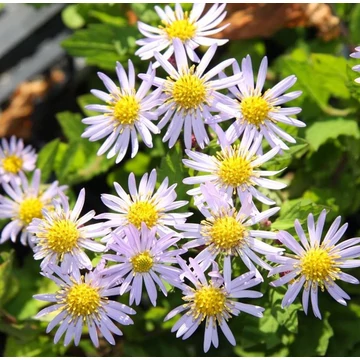Aster ageratoides 'Asran' - Őszirózsa, gerebcsin