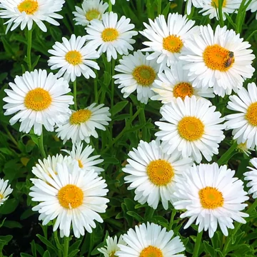 Aster alpinus 'Albus' - Havasi őszirózsa/gerebcsin