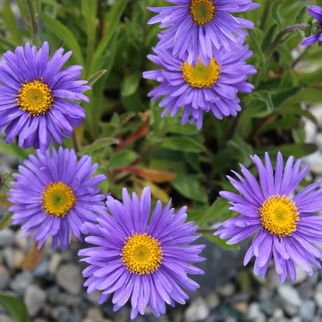 Aster alpinus &#039;Dunkle Schöne&#039; - Havasi őszirózsa/gerebcsin