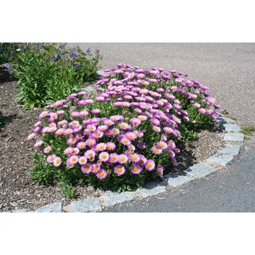 Aster alpinus &#039;Happy End&#039; - Havasi őszirózsa